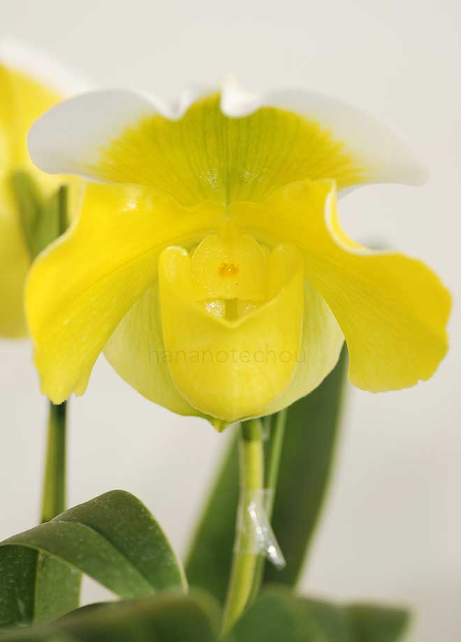 パフィオペディラム モーニング ムーン 'ロータス 2'｜花の手帖の蘭図鑑