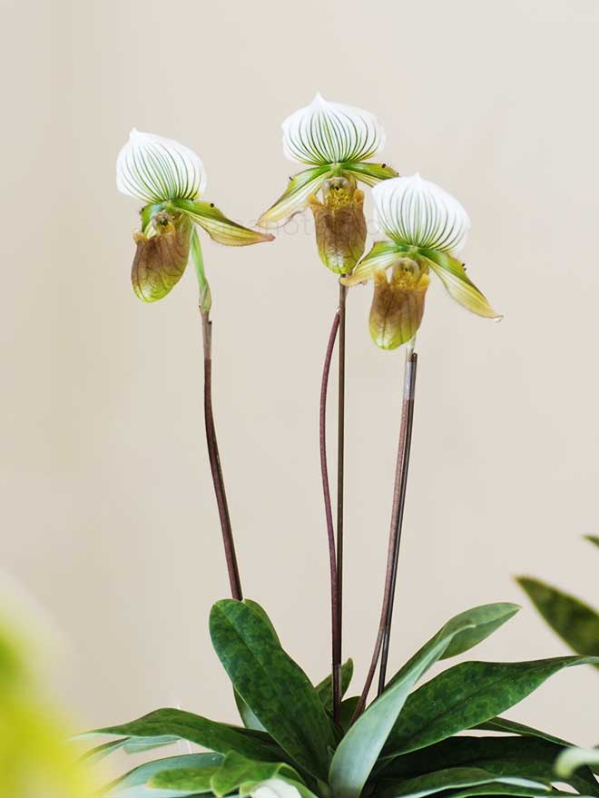 パフィオペディラム モーベン 'ツクバ クラウン'｜花の手帖の蘭図鑑