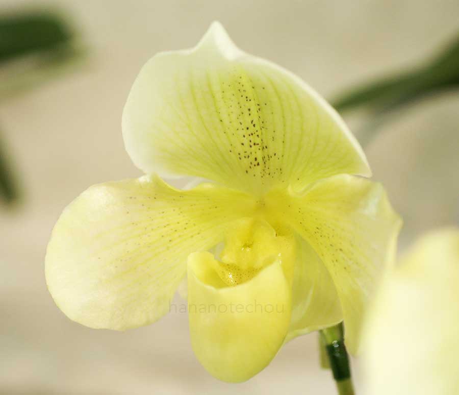 パフィオペディラム ミスティック ナイト 'ミユキ'｜花の手帖の蘭図鑑