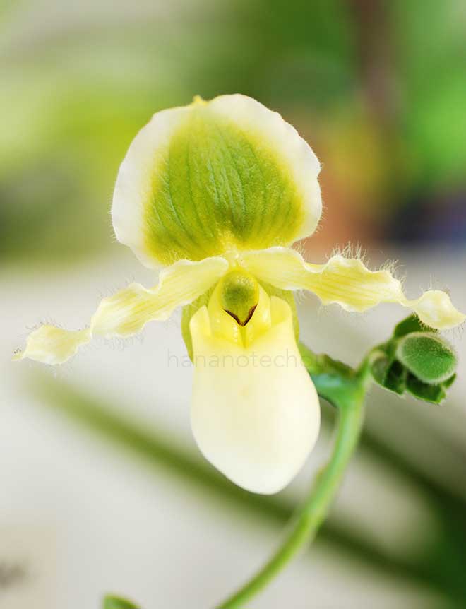 パフィオペディラム ニケズ サニー デライト ’ミス ユー’｜花の手帖の蘭図鑑