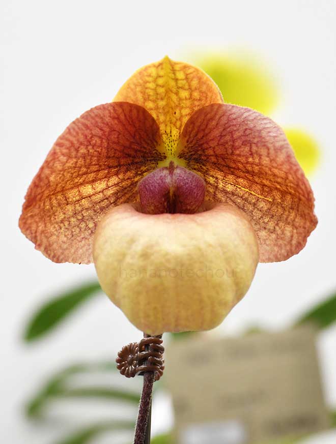 パフィオペディラム NKT ファンタジー ’セクシー No.1’｜花の手帖の蘭図鑑