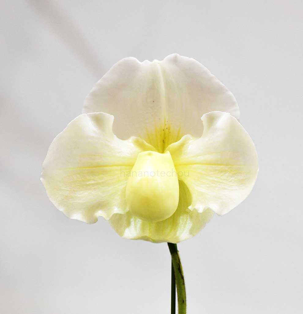 パフィオペディラム パシフィック アイス ’エクセレント スノー’｜花の手帖の蘭図鑑