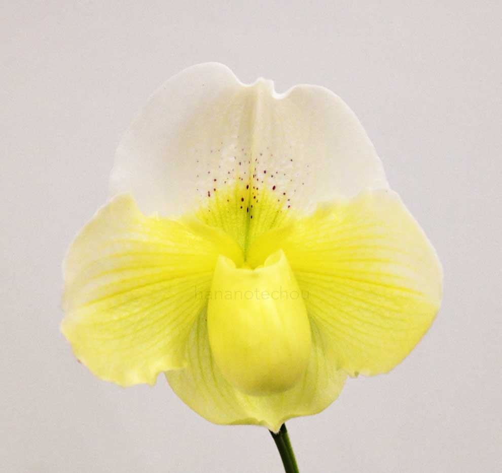 パフィオペディラム パシフィック アイス ’エクセレント スノー’｜花の手帖の蘭図鑑