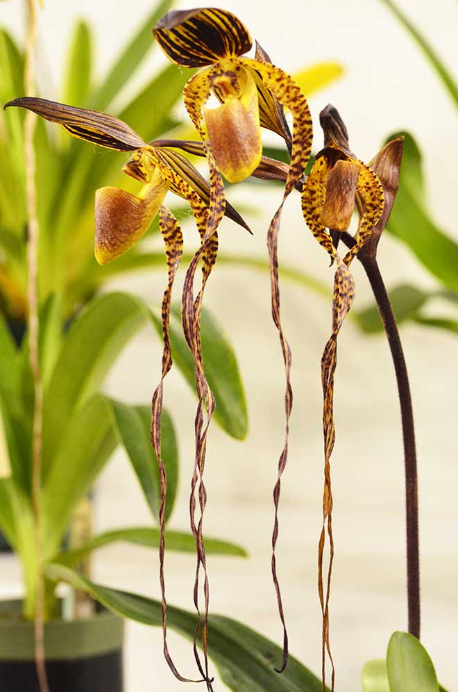 パフィオペディラム ポール パークス ’ブルーメン インセル’｜花の手帖の蘭図鑑