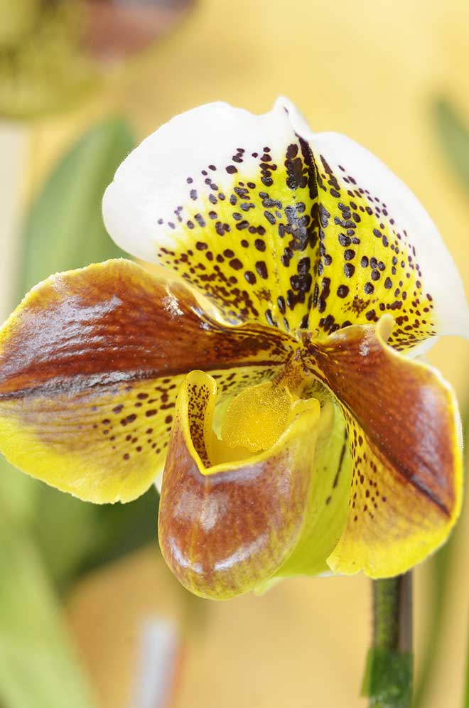 パフィオペディラム ピルズベリー レガシー x ワンダー レッド ’トーキョー ドーム’｜花の手帖の蘭図鑑