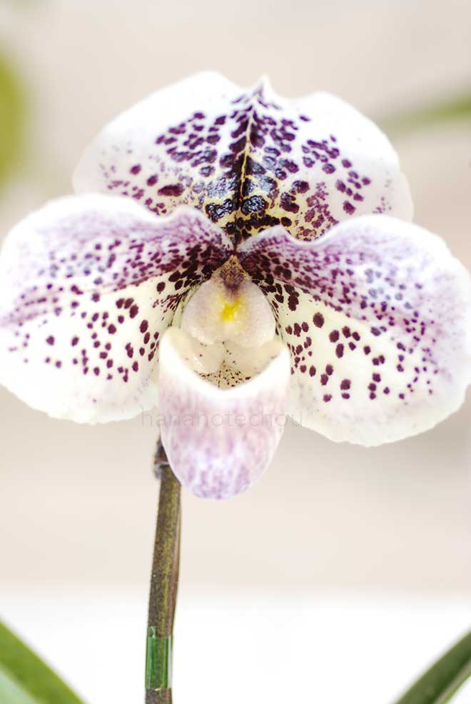 パフィオペディラム ピンカ ディンク ’チェリー ドロップ’｜花の手帖の蘭図鑑