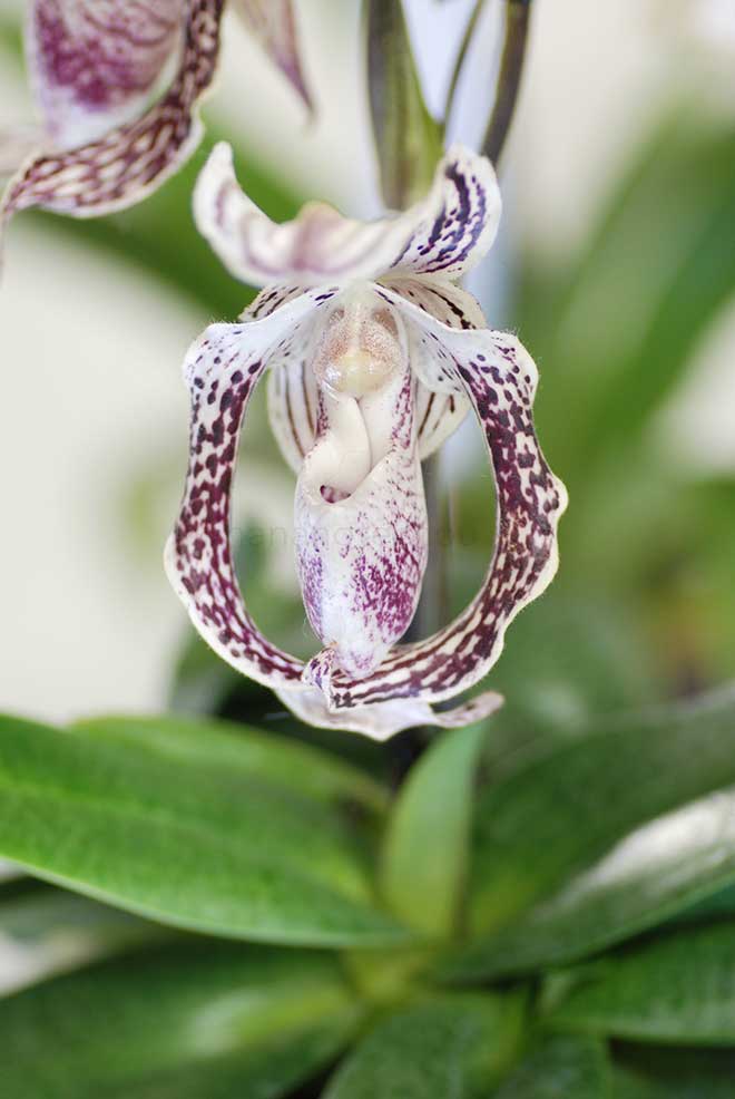 パフィオペディラム レイチェル アンナ ブース 'ダックス'｜花の手帖の蘭図鑑