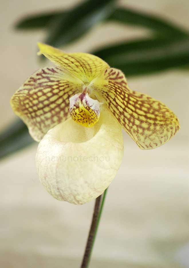 パフィオペディラム ランファン カルテット 'アプリコット ポーチ'｜花の手帖の蘭図鑑