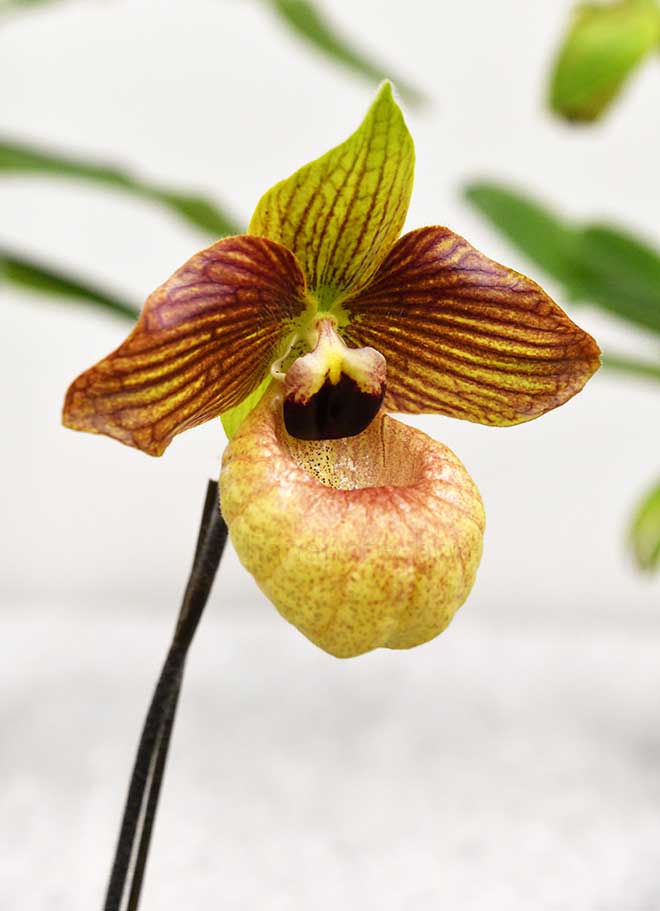 パフィオペディラム ランファン サンファン ’ビター キャラメル’｜花の手帖の蘭図鑑