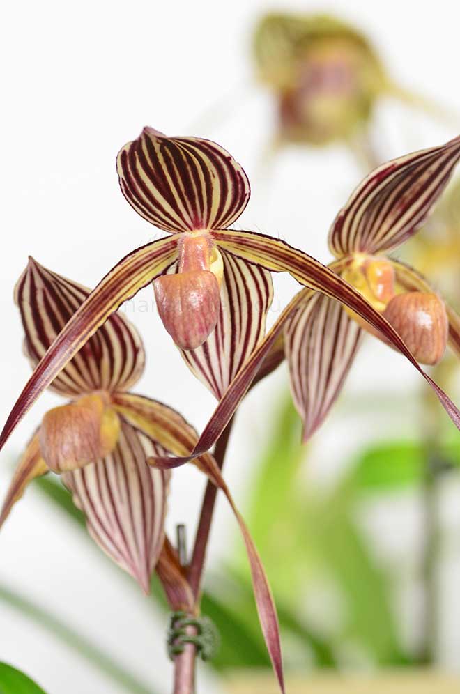 パフィオペディラム レベッカ クーポウィッツ ’ブラウン ストライプ’｜花の手帖の蘭図鑑