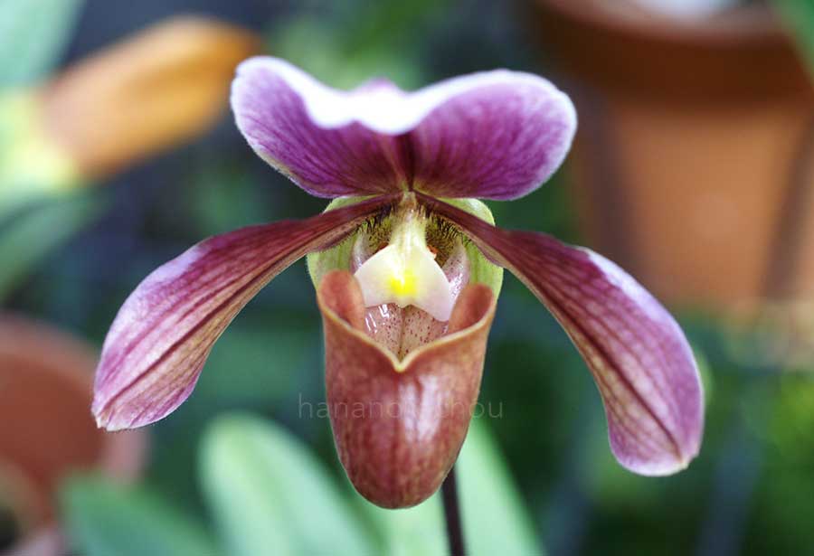 パフィオペディラム ロビンフッド｜花の手帖の蘭図鑑