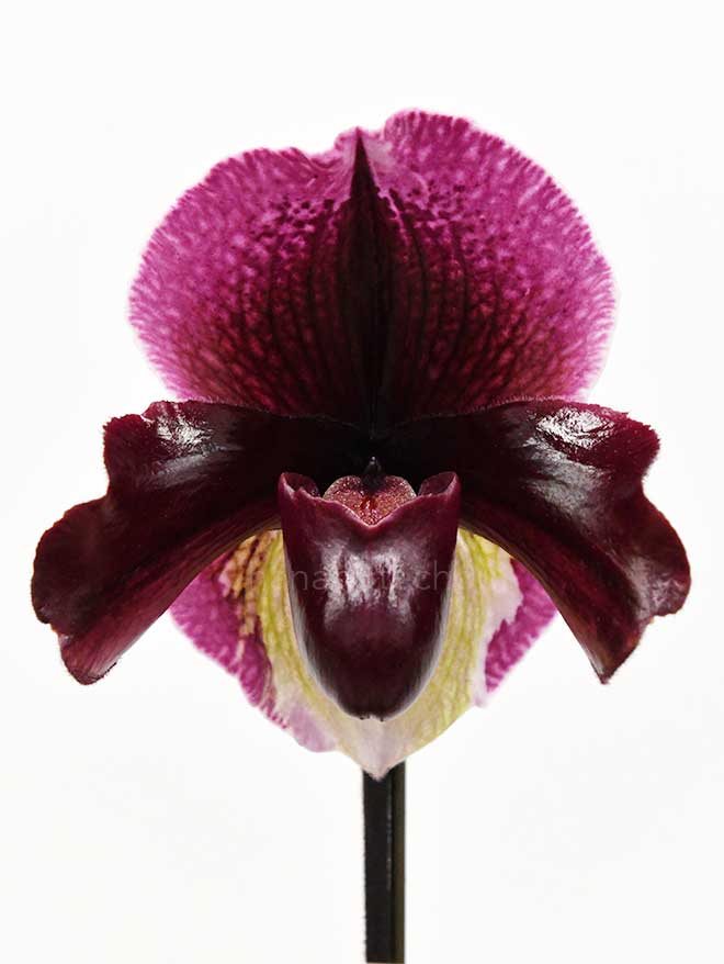 パフィオペディラム ルビー タッチストーン ’ブラック タトゥー’｜花の手帖の蘭図鑑