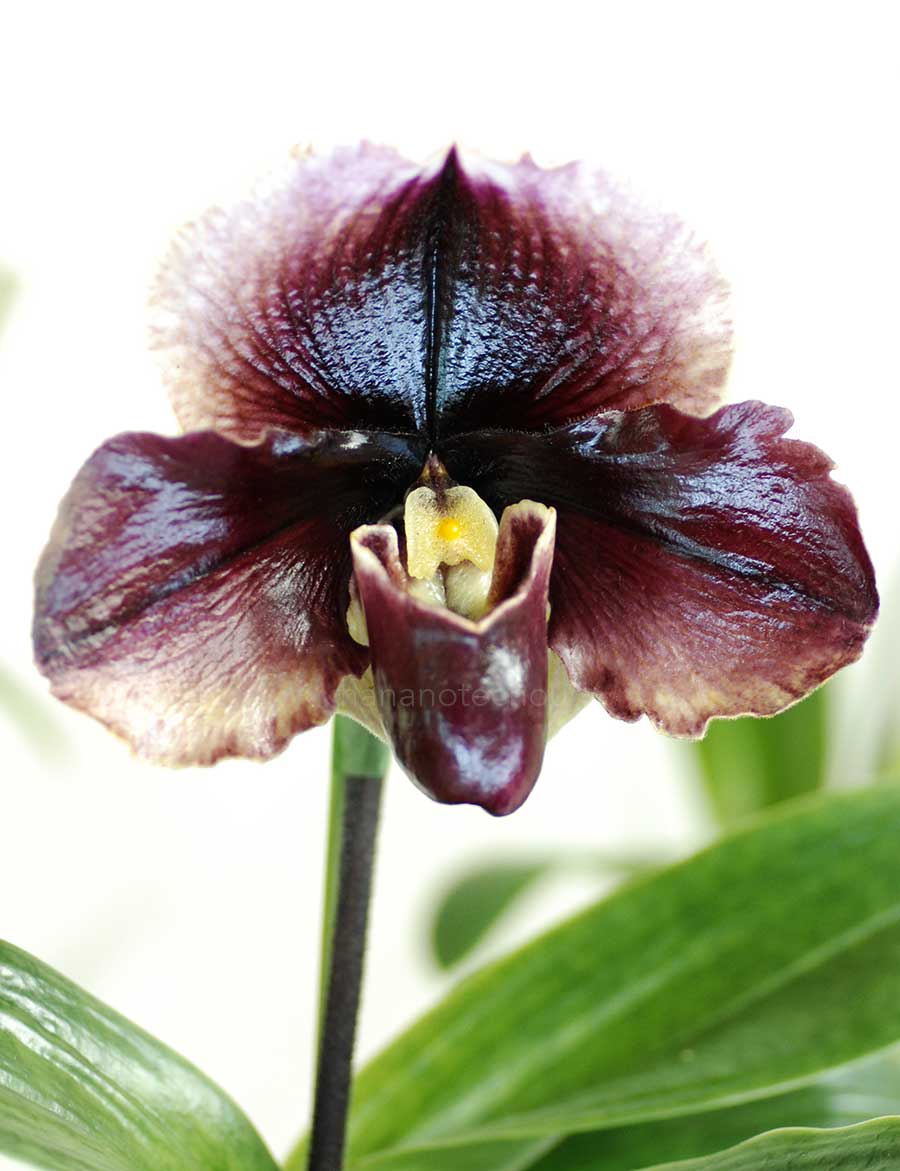 パフィオペディラム ルビー タッチストーン 'ルート ビア'｜花の手帖の蘭図鑑