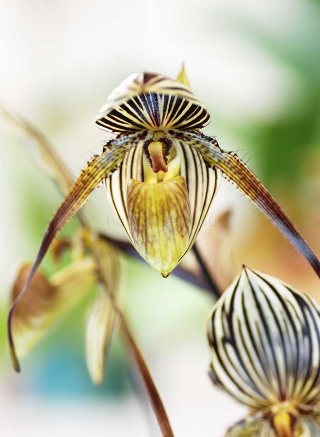 パフィオペディラム セント スイシン ’カラ’｜花の手帖の蘭図鑑