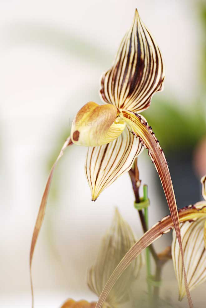 パフィオペディラム セント スイシン ’ミキエ’｜花の手帖の蘭図鑑