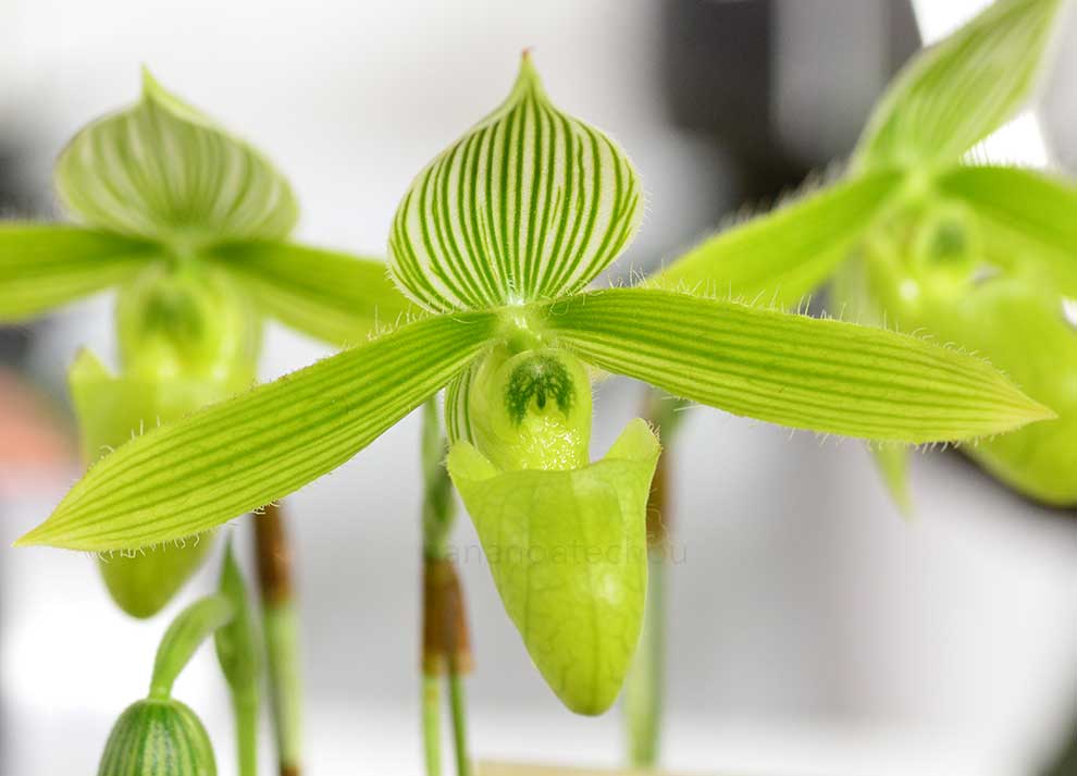 パフィオペディラム サイウン（アルビノ） ’テイク ハート’｜花の手帖の蘭図鑑