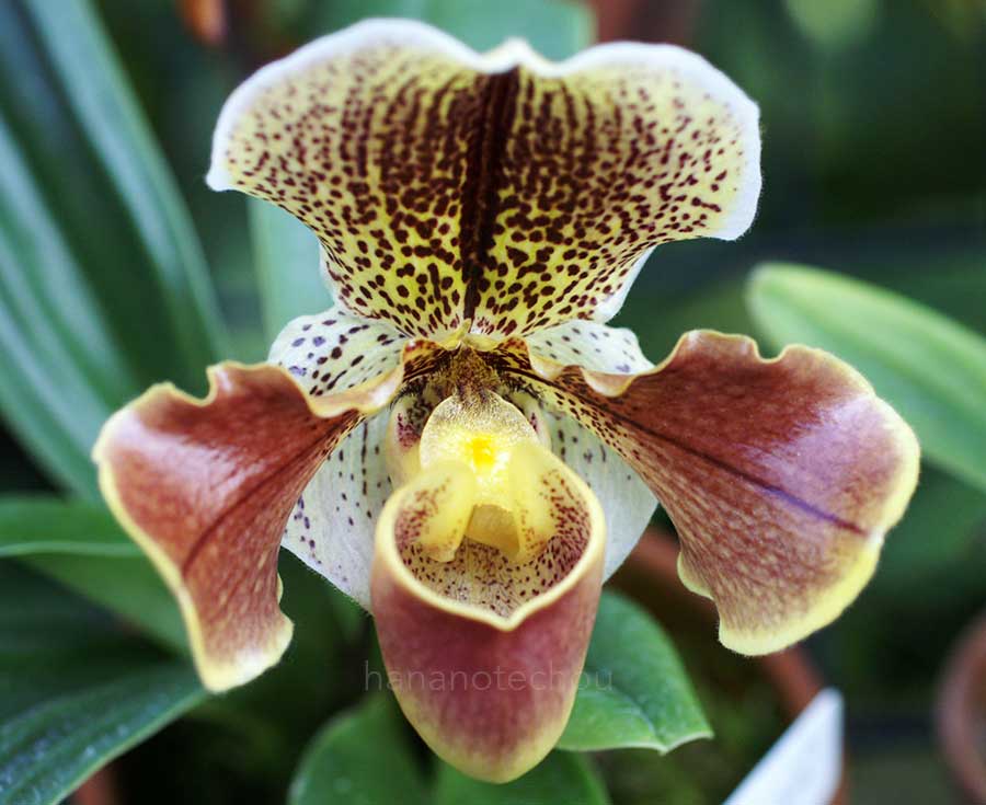 パフィオペディラム サツマ 'カラジシ'｜花の手帖の蘭図鑑