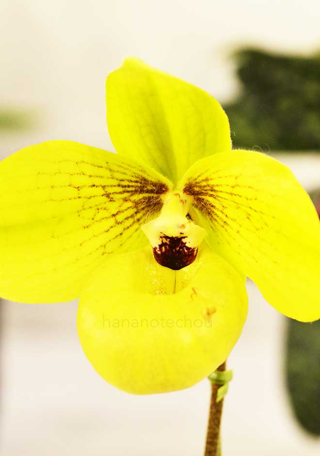 パフィオペディラム シュンファ ゴールデン ’メモリー オールド’｜花の手帖の蘭図鑑