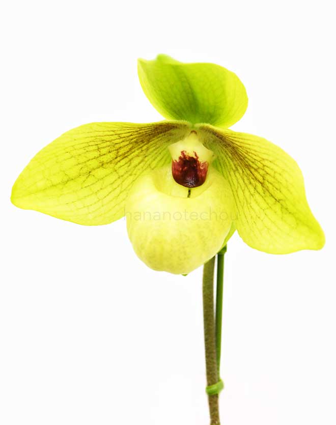 パフィオペディラム シュンファ ゴールデン ’レッド ラウンド’｜花の手帖の蘭図鑑