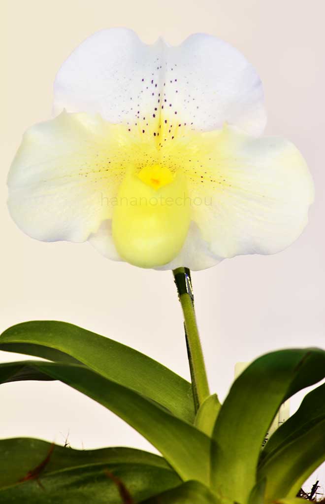 パフィオペディラム スターダスト ナイト ’キングダム’｜花の手帖の蘭図鑑