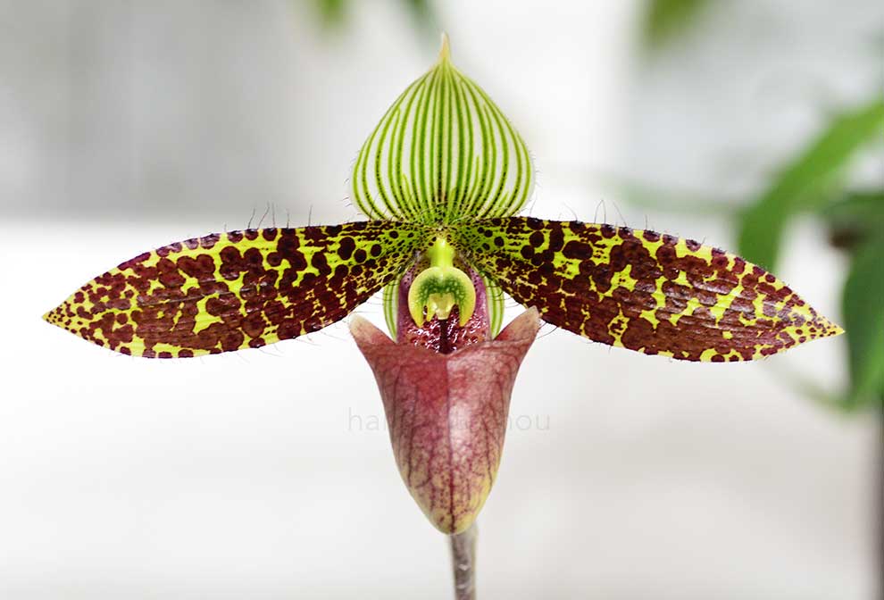 パフィオペディラム サクハクリー ’ヒデ’｜花の手帖の蘭図鑑