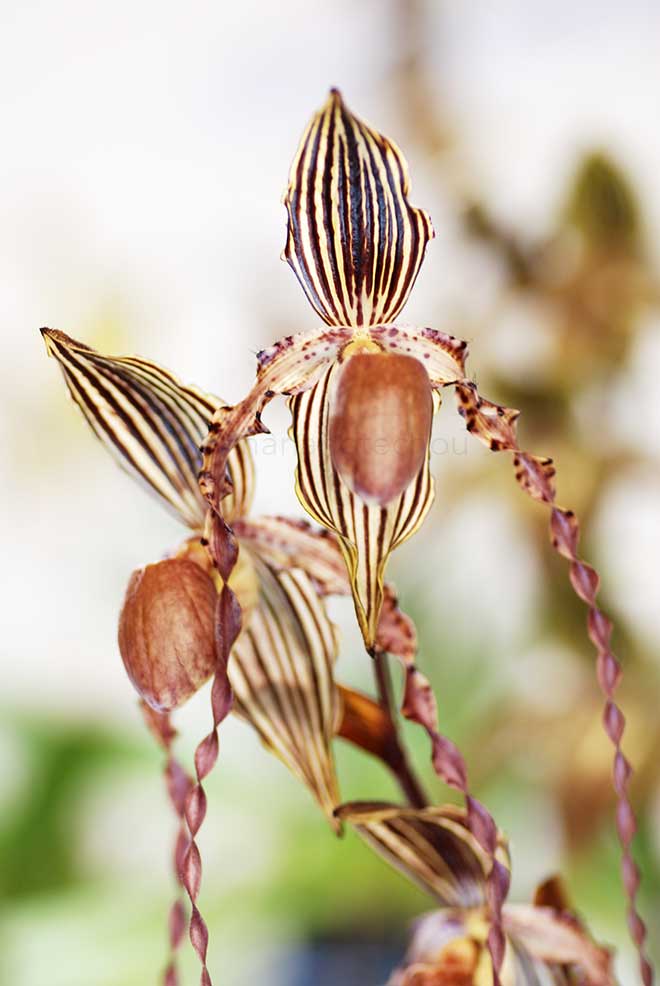 パフィオペディラム タイワン タイガー ’R&T’｜花の手帖の蘭図鑑