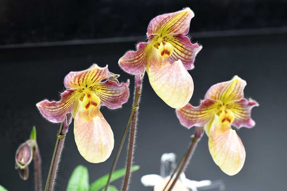 パフィオペディラム ターニャ ピンクパンク ’ステラ’｜花の手帖の蘭図鑑