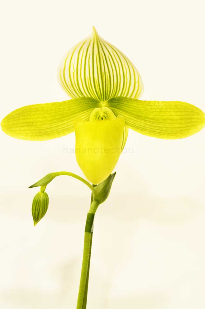 パフィオペディラム トサノ ノグチ ’ジュピター’｜花の手帖の蘭図鑑