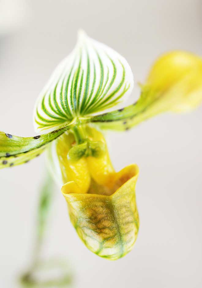 パフィオペディラム ベナスタム 'ブロンズ ウィング'｜花の手帖の蘭図鑑