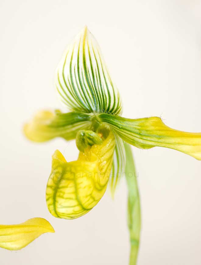 パフィオペディラム ベナスタム 'クリアー ウィング'｜花の手帖の蘭図鑑