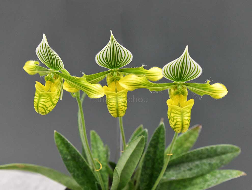 パフィオペディラム ベナスタム ’ヒロト’｜花の手帖の蘭図鑑