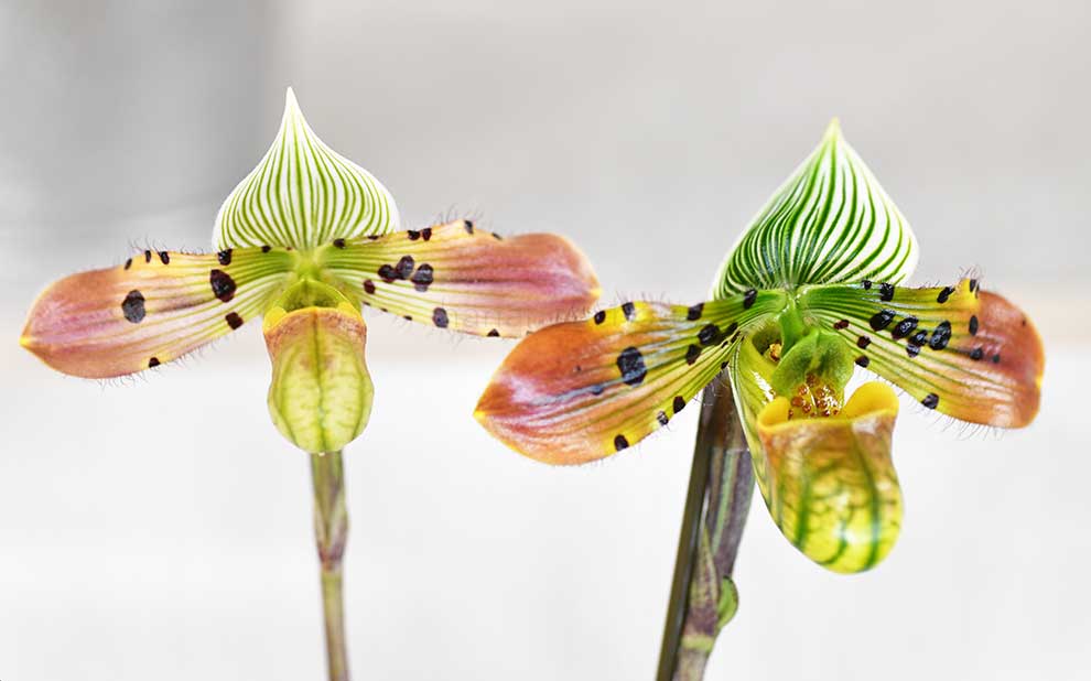 パフィオペディラム ベナスタム ’ジュエル ボックス’｜花の手帖の蘭図鑑