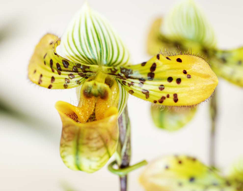 パフィオペディラム ベナスタム ’スター マイン’｜花の手帖の蘭図鑑