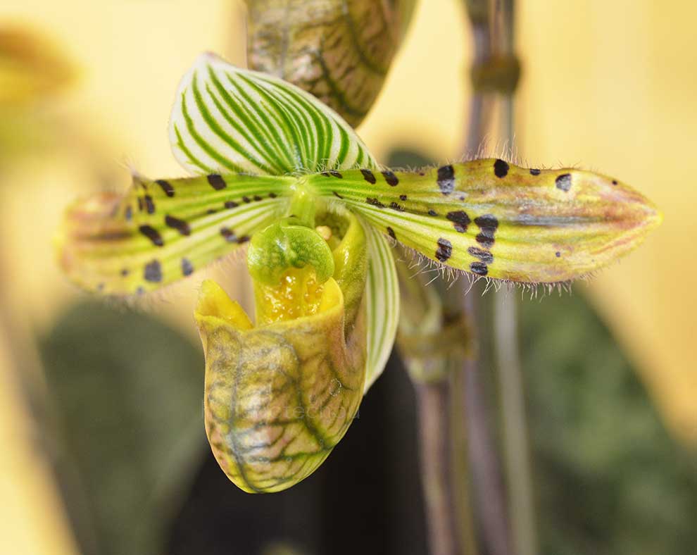 パフィオペディラム ベナスタム ’ユノダケ’｜花の手帖の蘭図鑑