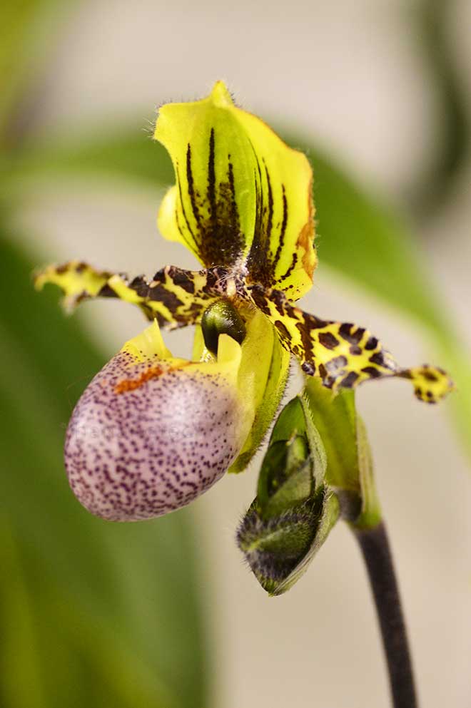 パフィオペディラム ビクトリア レジーナ ’ヨシ’｜花の手帖の蘭図鑑