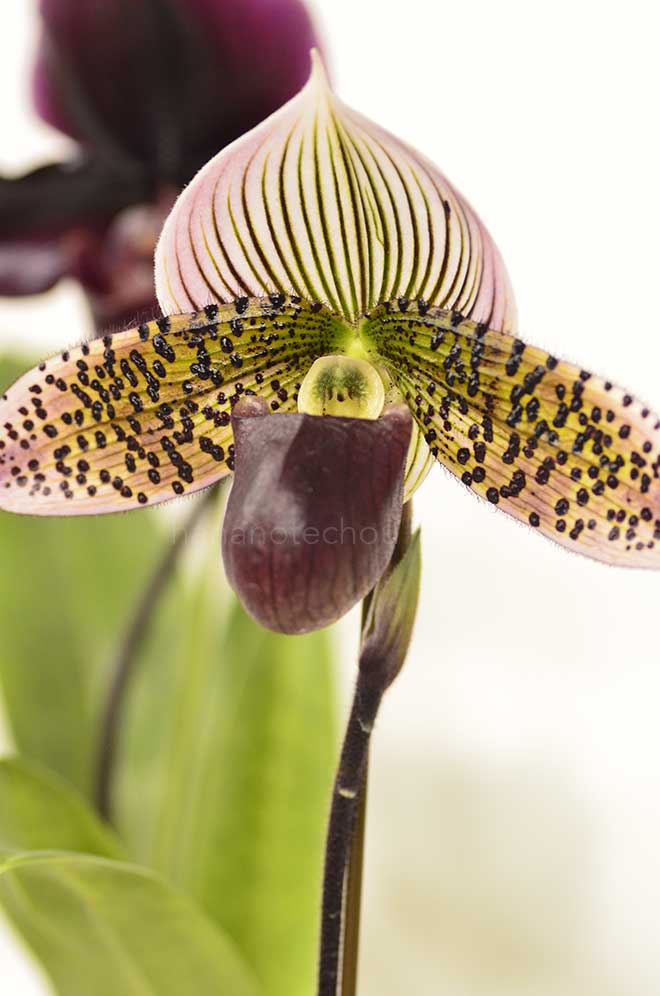 パフィオペディラム ヴォーグ ワンダー ’イッシキ サイレンス’｜花の手帖の蘭図鑑