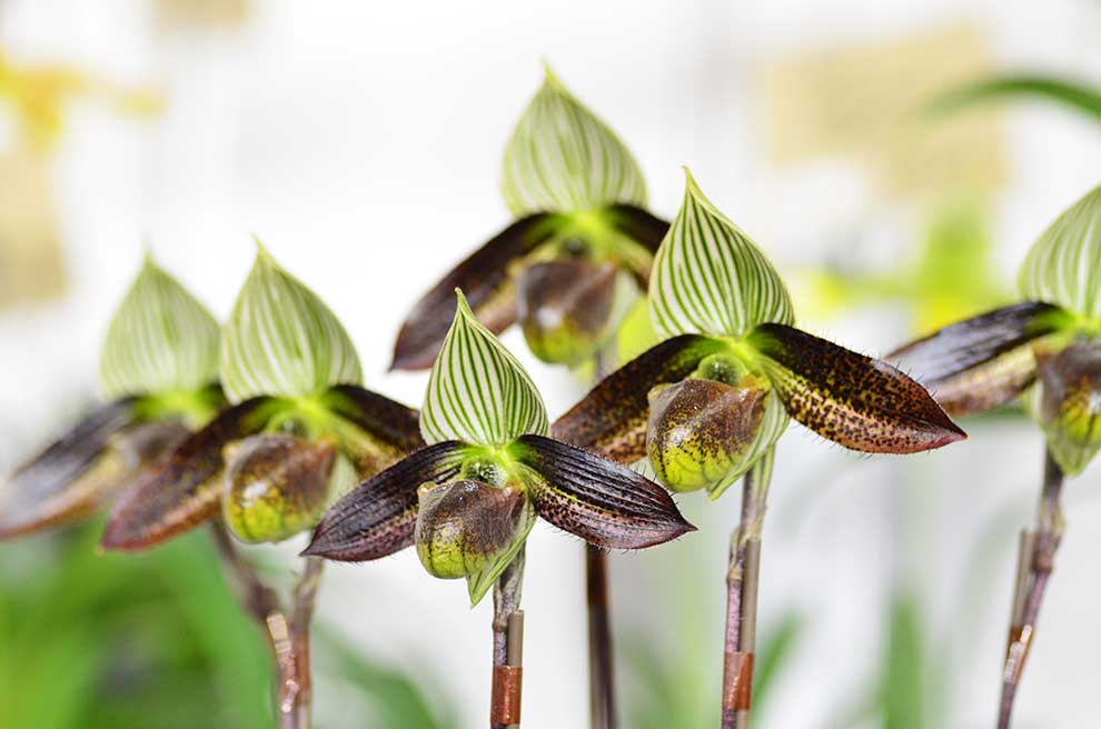 パフィオペディラム ワーディ ’F. ヤマモト’｜花の手帖の蘭図鑑