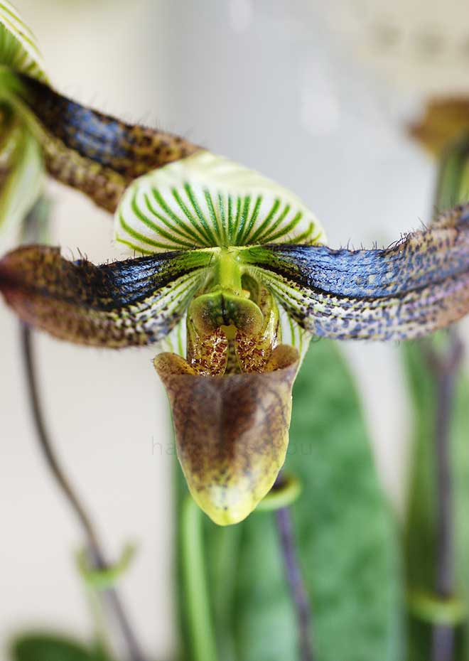 パフィオペディラム ワーディ 'ナイト ウィング'｜花の手帖の蘭図鑑