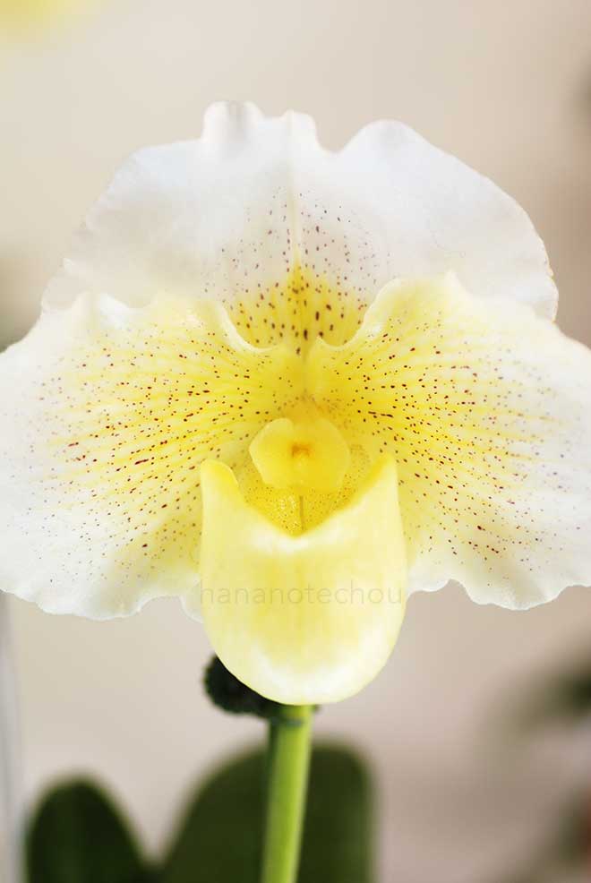 パフィオペディラム ホワイト ナイト x ストーン ラブリー 'マツモト'｜花の手帖の蘭図鑑