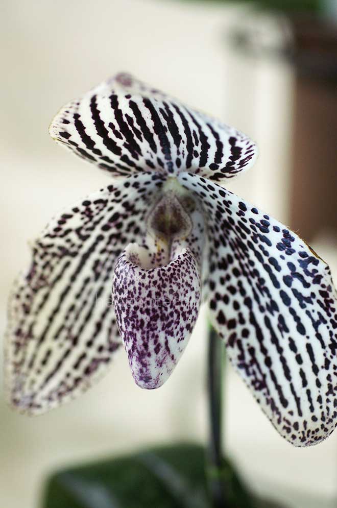 パフィオペディラム ユキコ フルヤマ　'フー'｜花の手帖の蘭図鑑