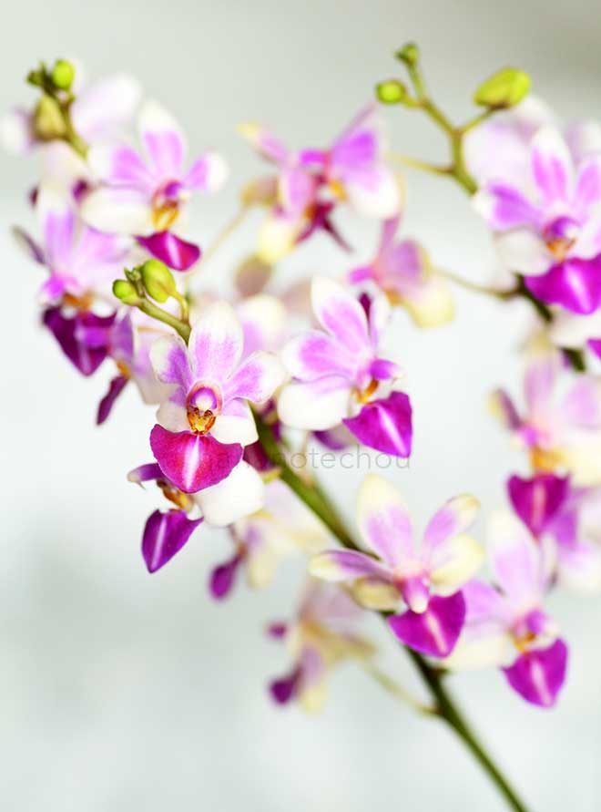 ファレノプシス アンナ ララティ ソーカルディ ’ヒロミ’｜花の手帖の蘭図鑑