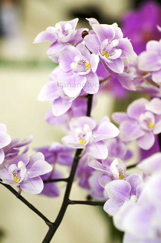 ｜花の手帖の蘭図鑑