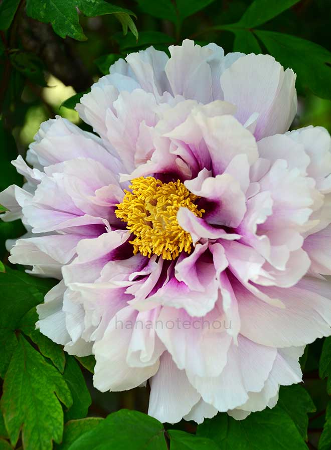 ボタン 明石潟｜花の手帖の牡丹図鑑