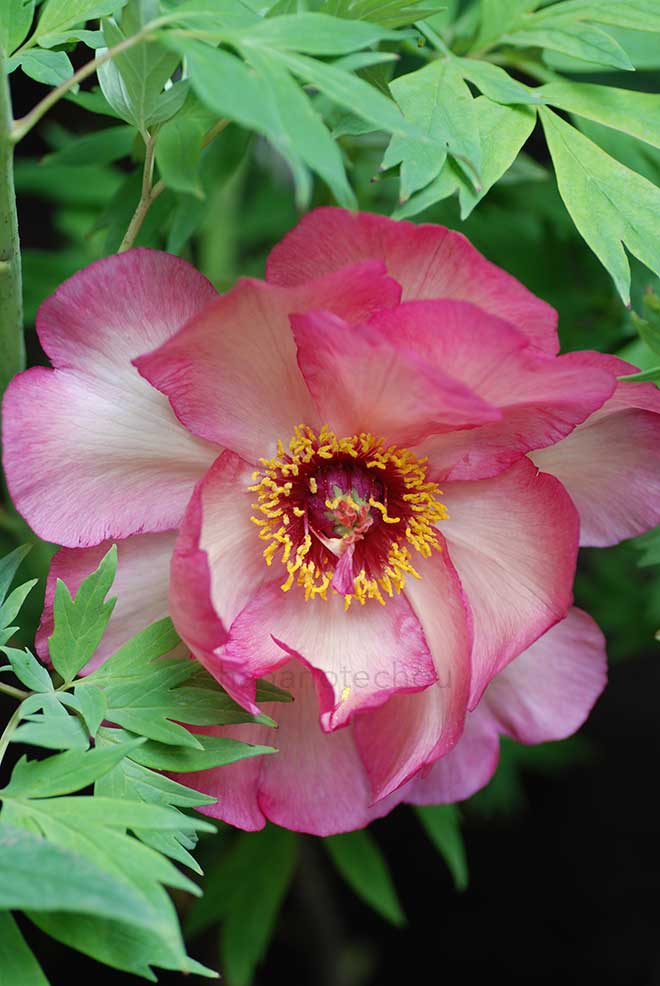 ボタン アメリカ｜花の手帖の牡丹図鑑