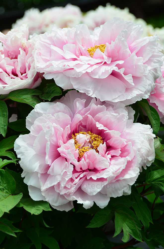 ボタン 明日香｜花の手帖の牡丹図鑑