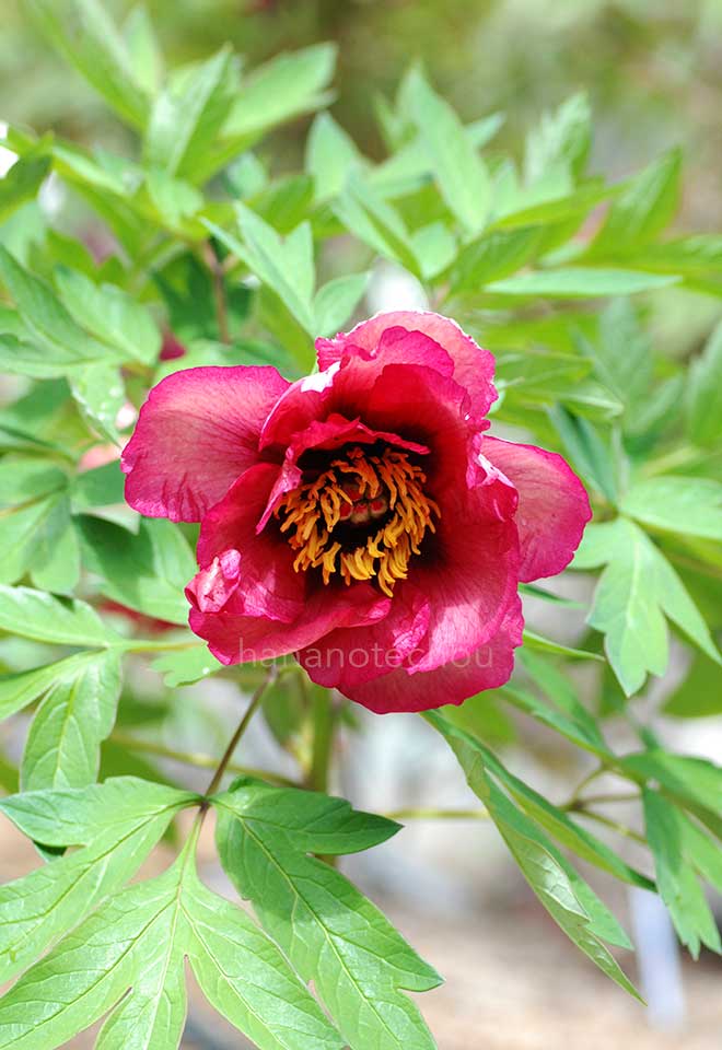 ボタン バンケット｜花の手帖の牡丹図鑑