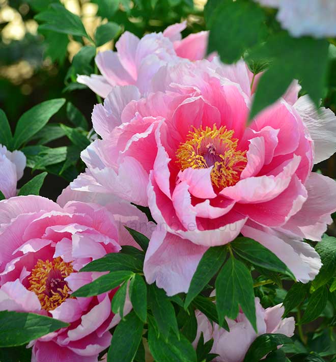 ボタン 紅千鳥｜花の手帖の牡丹図鑑