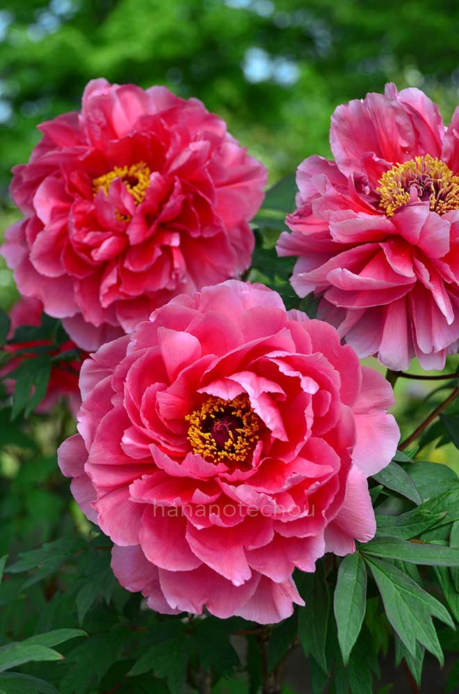 ボタン 大神楽｜花の手帖の牡丹図鑑