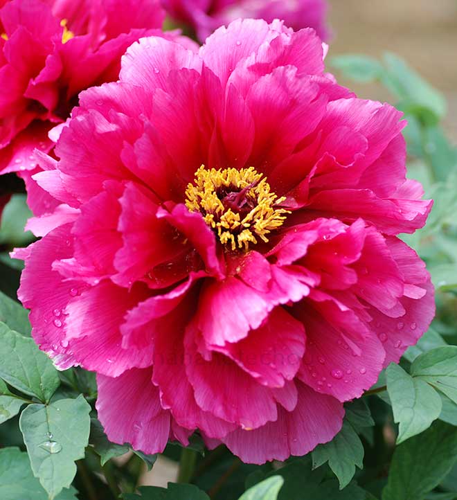 ボタン 銅雲｜花の手帖の牡丹図鑑