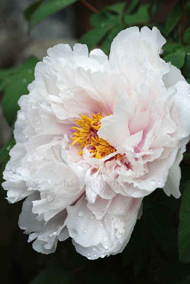 ボタン 二上｜花の手帖の牡丹図鑑